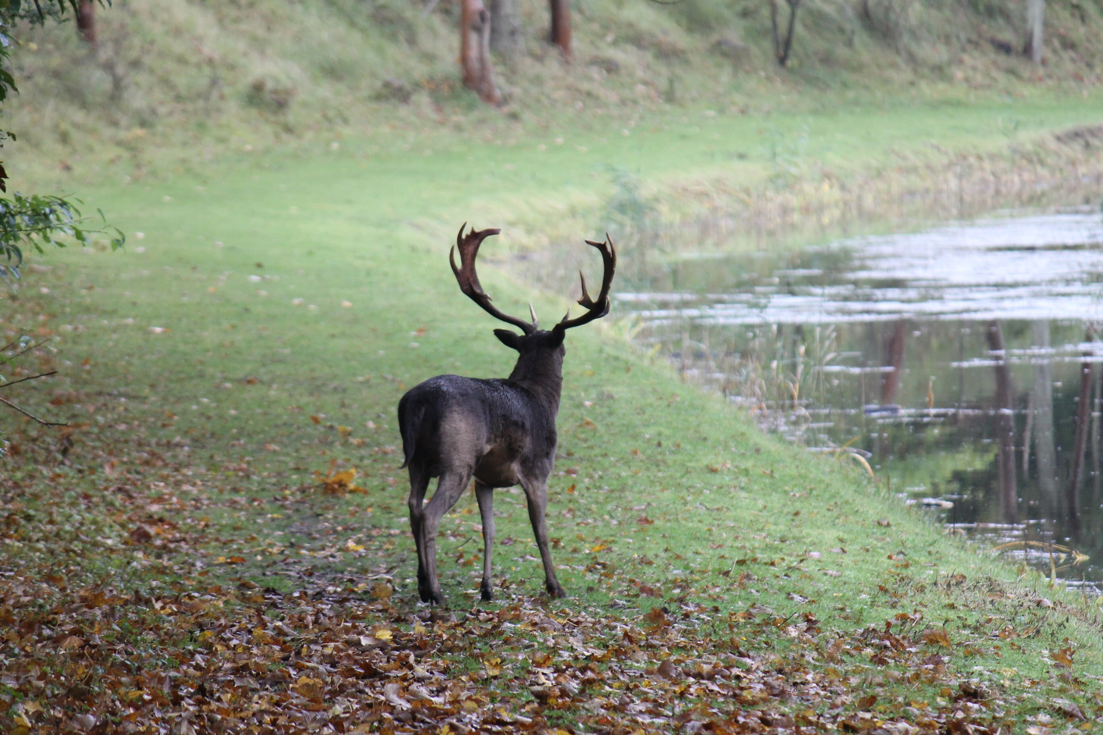 Hert tussen het groen in natuurgebied Oranjezon bij Vrouwenpolder