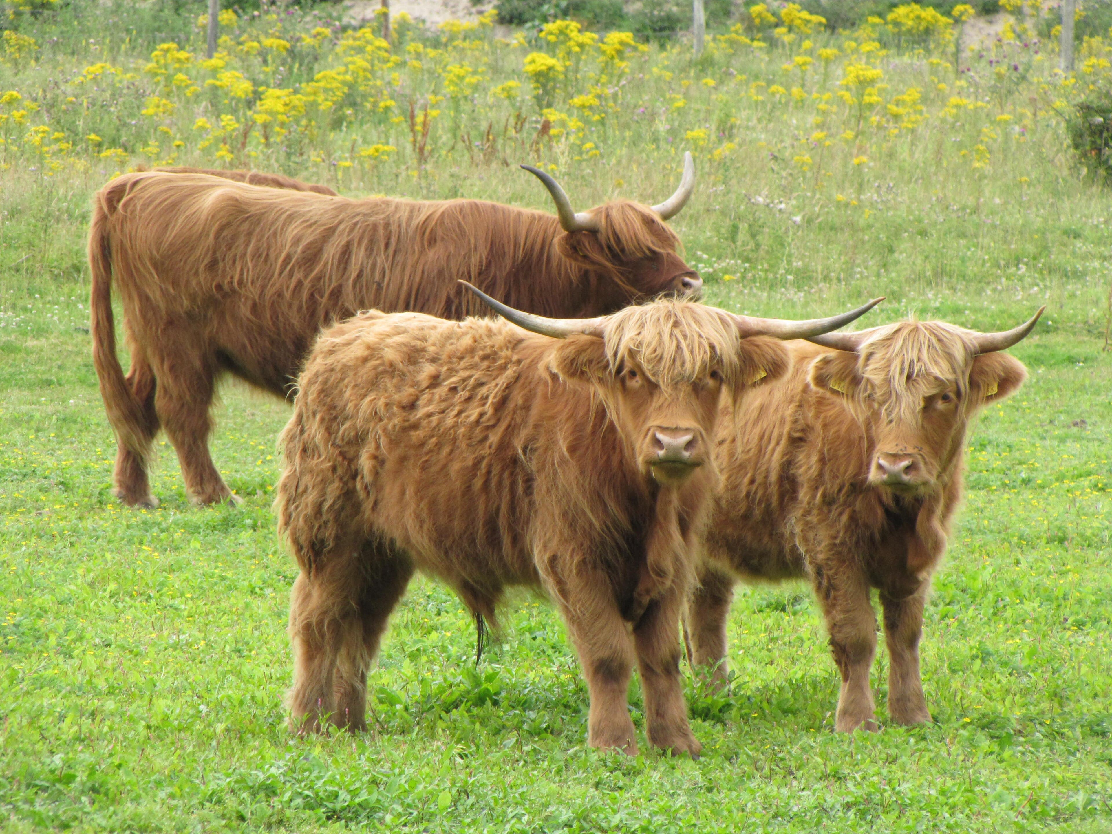 Schotse hooglanders grazen in natuurgebied De Schotsman aan het Veerse Meer